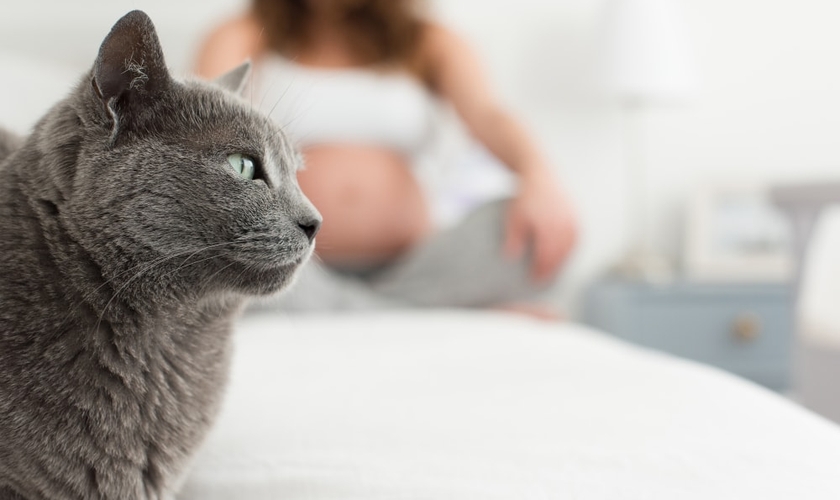 A toxoplasmose resulta de uma infecção com um parasita encontrado em fezes e alimentos contaminados. (Foto: Shutterstock)