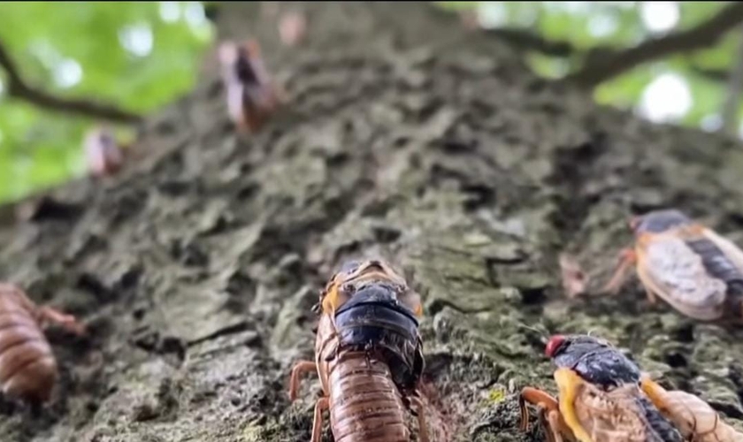 Apocalipse de Cigarras está chegando nos EUA. (Captura de tela: YouTube/CNN Brasil)