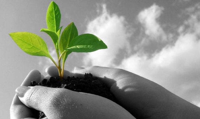 Planta crescendo_imagem ilustrativa