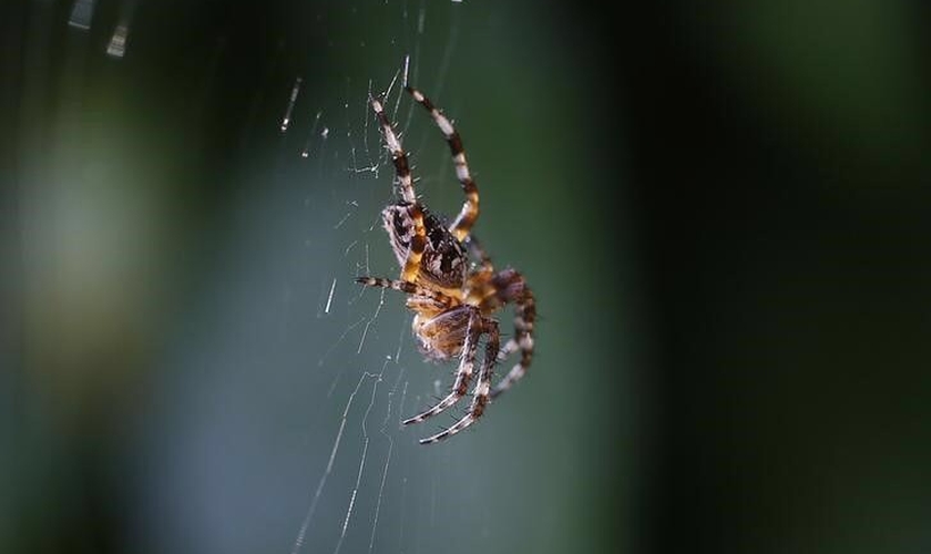 Aranha