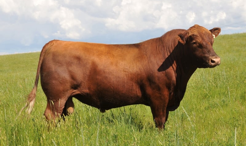 A vaca vermelha era um elemento indispensável para purificar os israelitas. (Foto: Fischer Red Angus)