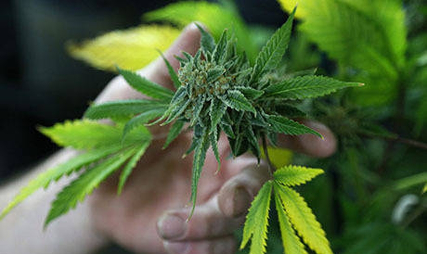 canabidiol (Maconha) pode fortalecer os efeitos da quimioterapia