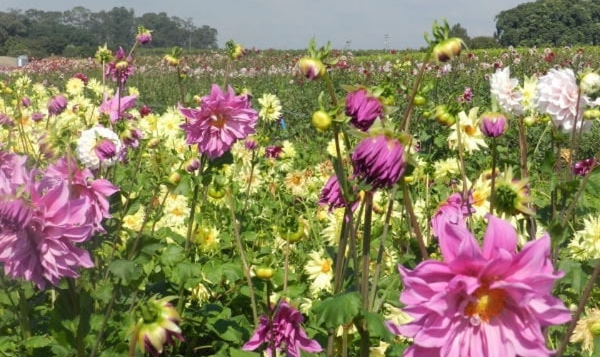 Expoflora em Holambra