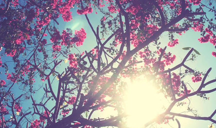 Primavera _ flores