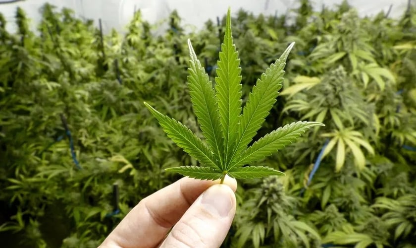 Plantação de cannabis. (Foto: Reprodução / Veja)