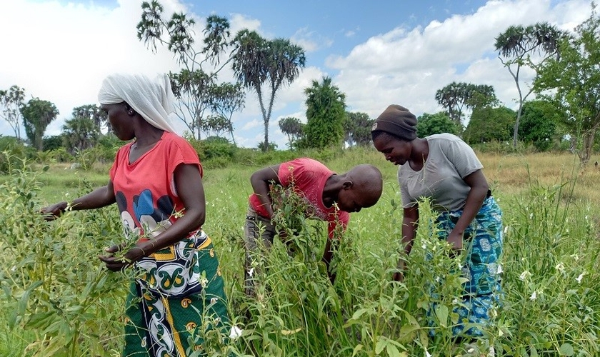 Mwanahamisi Guyato e seus filhos em sua plantação. (Foto: Reprodução / ICC)