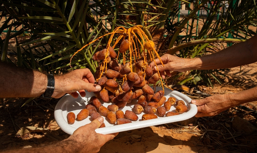 Frutos da tamareira que cresceu a partir de sementes de 2 mil anos, recuperadas de sítios arqueológicos no deserto da Judéia. (Foto: Dan Balilty/The New York Times)