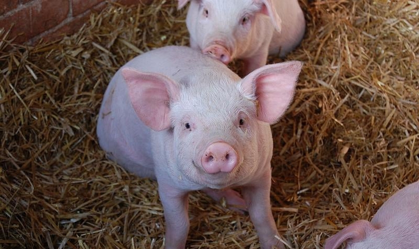 Porcos são geneticamente modificados para extração de órgãos para humanos. (Foto: Wayne/Flickr)