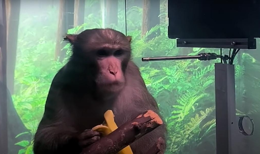 Macaco Pager, de 9 anos, ficou conhecido por jogar o clássico gamer Pong, em vídeo da Neuralink. (Foto: Captura de tela/YouTube Neuralink)