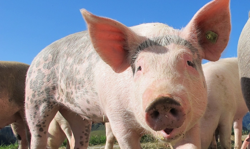 Porcos são utilizados em experimentos científicos. (Foto: Pixabay)