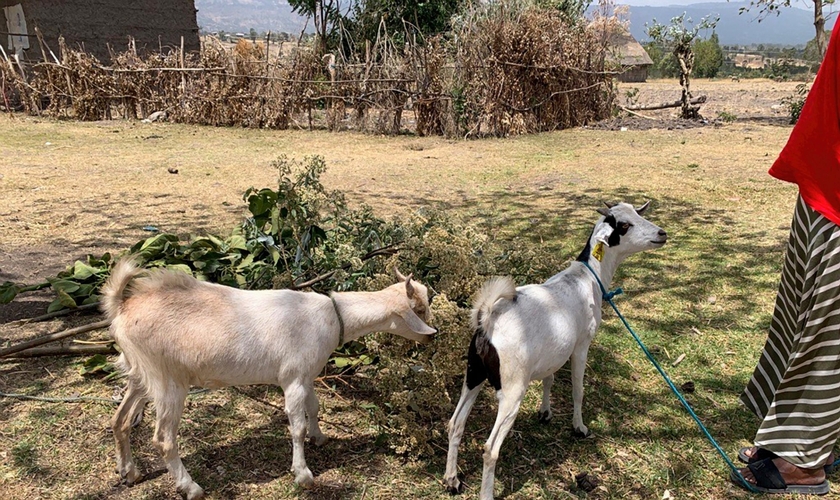 Herald e Sarah Singer doam cabras para ajudar mulheres, no norte da África. (Foto: International Mission Board).