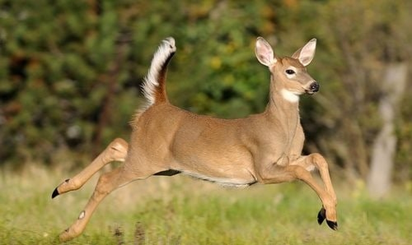 (Foto: Flickr/The Whitetail Deer)