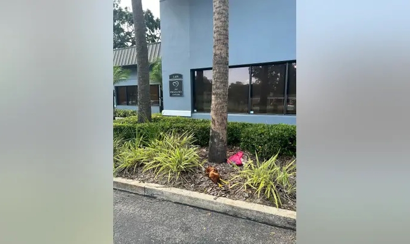 Um frango e outros animais foram mutilados e jogados em frente ao centro de gravidez na Flórida. (Foto: Reprodução/Fox News Digital/Bob Perron)