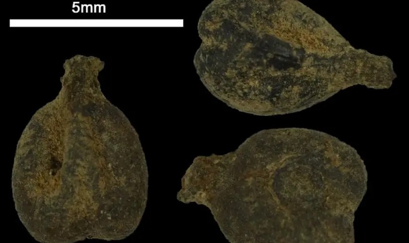 Antigas sementes de uva sob um microscópio de Avdat. (Foto: Prof. Guy Bar-Oz, Universidade de Haifa)