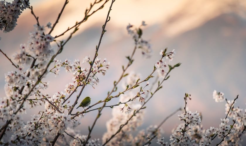 (Foto: Pexels/Nguyen Khac Tien)