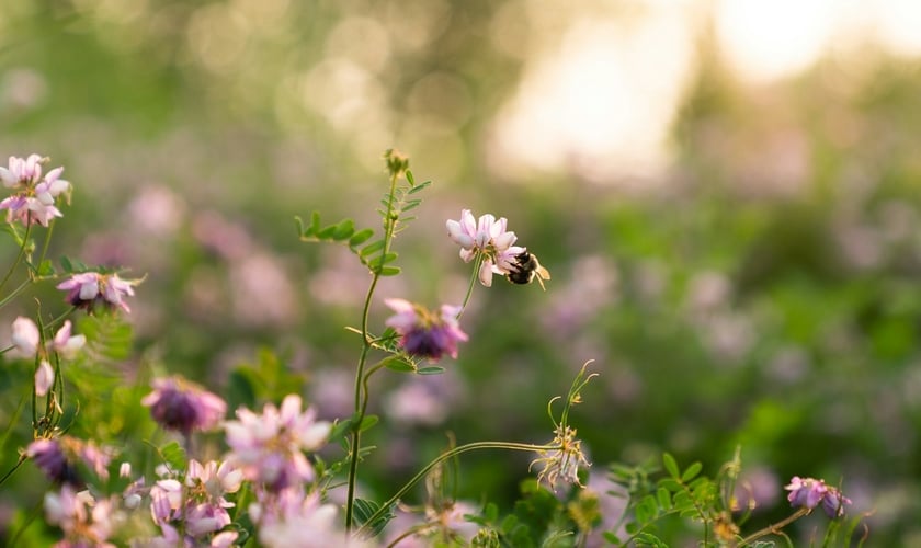 (Foto: Unsplash/Kristen Perrine)