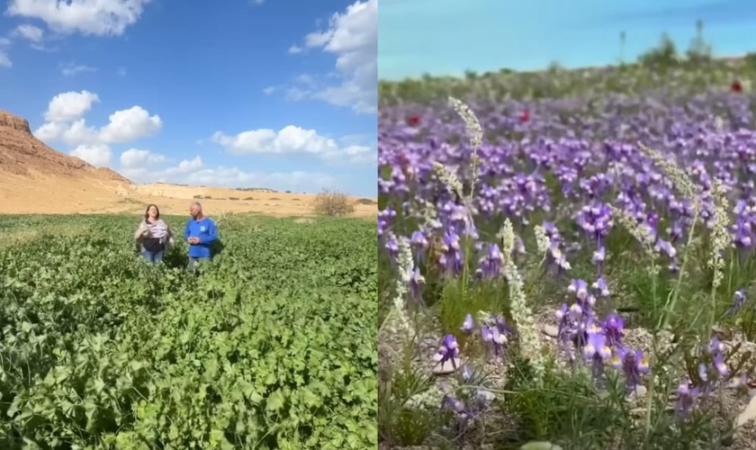 O Deserto da Judeia floresceu. (Foto: Reprodução/YouTube/Israel com a Aline).