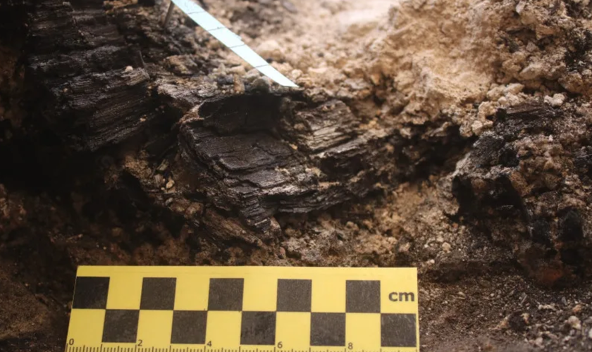 Anéis de crescimento das vigas de madeira descobertas na Cidade de Davi. (Foto: Efrat Bocher/ Autoridade de Antiguidades de Israel)