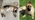 Veja o antes e depois de cães resgatados 