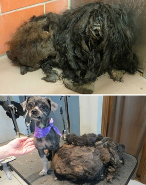 Veja o antes e depois de cães resgatados  