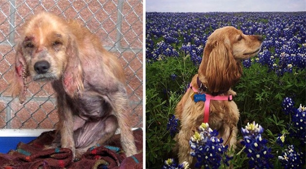 Veja o antes e depois de cães resgatados 