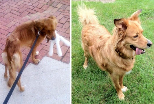 Veja o antes e depois de cães resgatados 