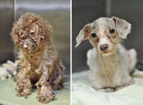 Veja o antes e depois de cães resgatados 