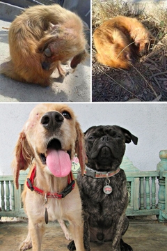 Veja o antes e depois de cães resgatados 