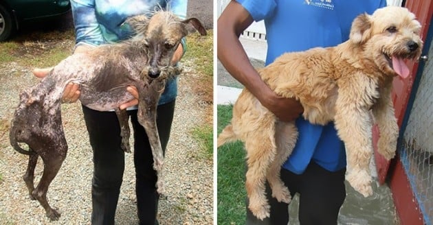 Veja o antes e depois de cães resgatados 