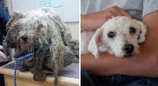 Veja o antes e depois de cães resgatados 