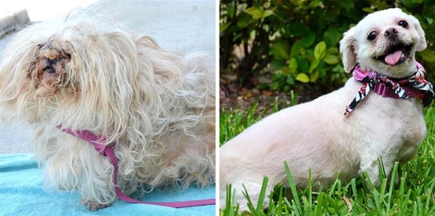 Veja o antes e depois de cães resgatados 