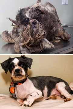 Veja o antes e depois de cães resgatados 