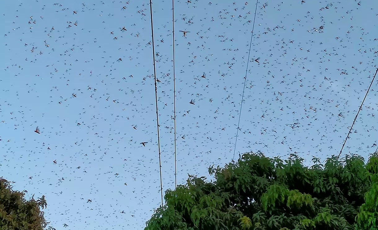 Quarta onda de gafanhotos no Quênia deve ser 8.000 vezes maior que anterior