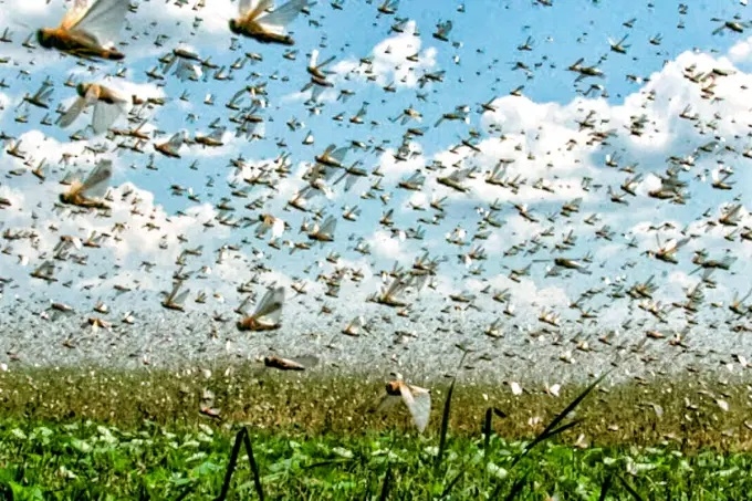 Nuvens de gafanhotos soldados atacam o Sul do Brasil