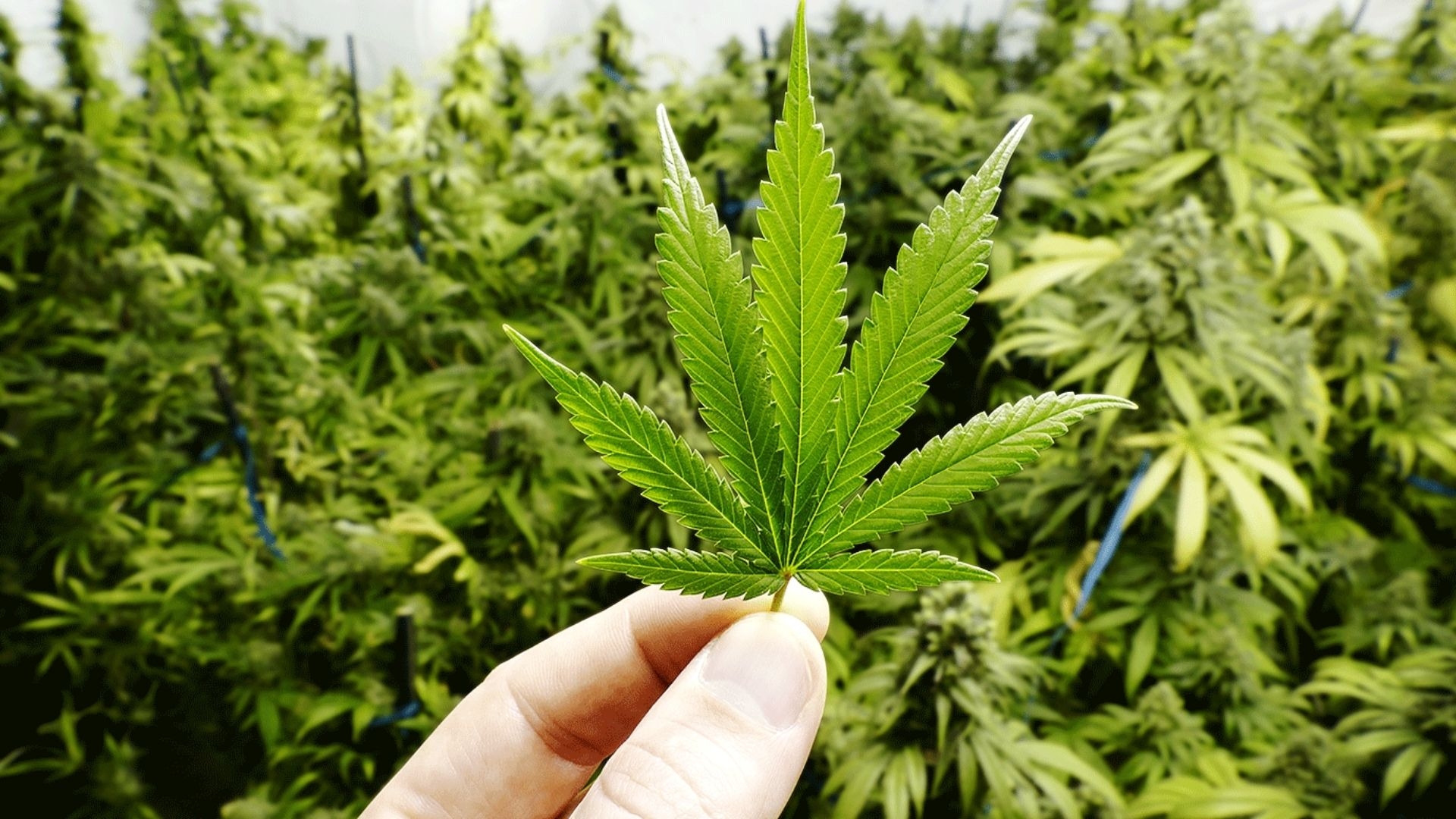 Câmara aprova projeto de lei que libera o cultivo de maconha para fins medicinais no Brasil