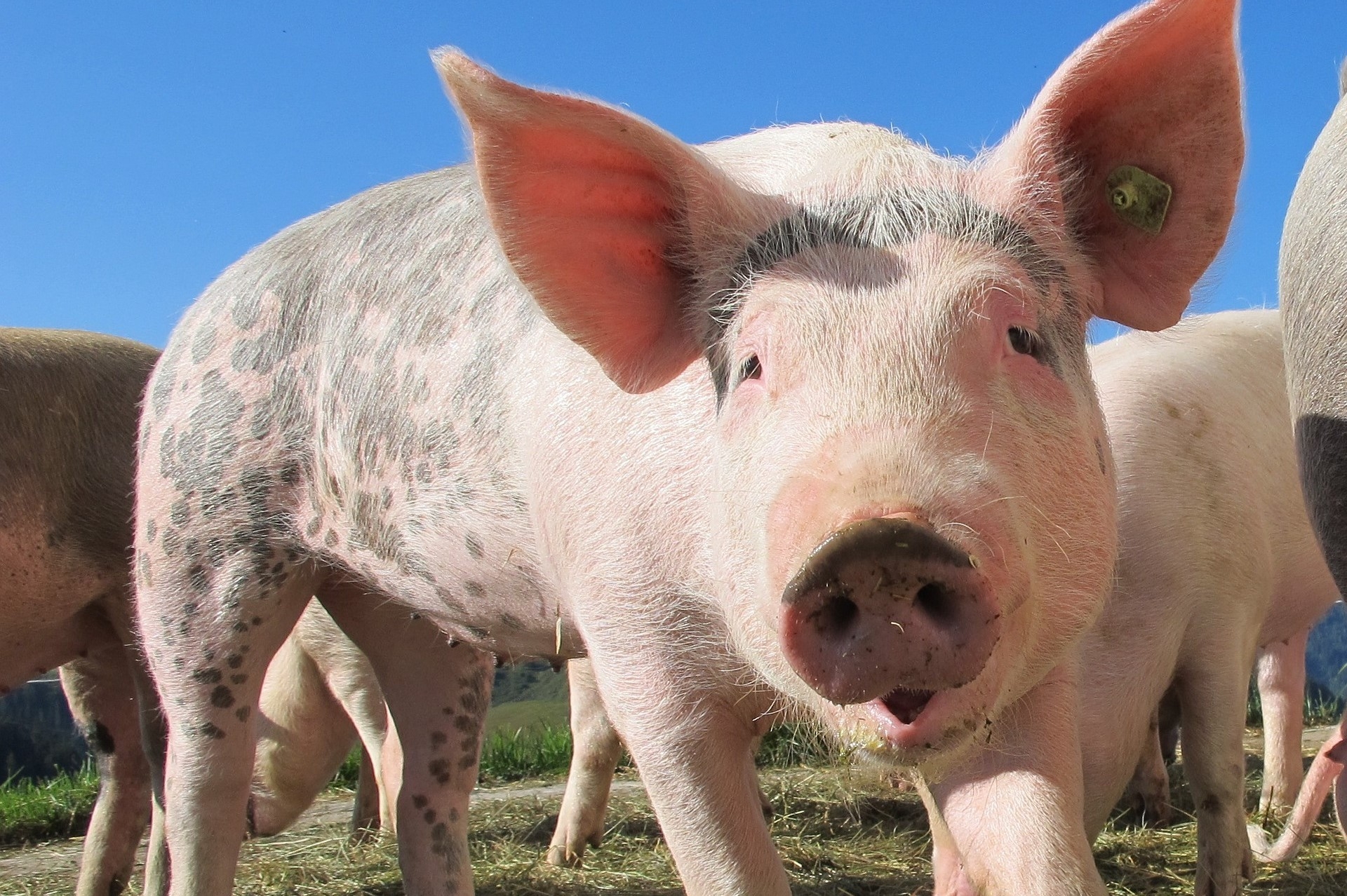 Cientistas reanimam células de porcos mortos para ‘atualizar’ conceito de morte