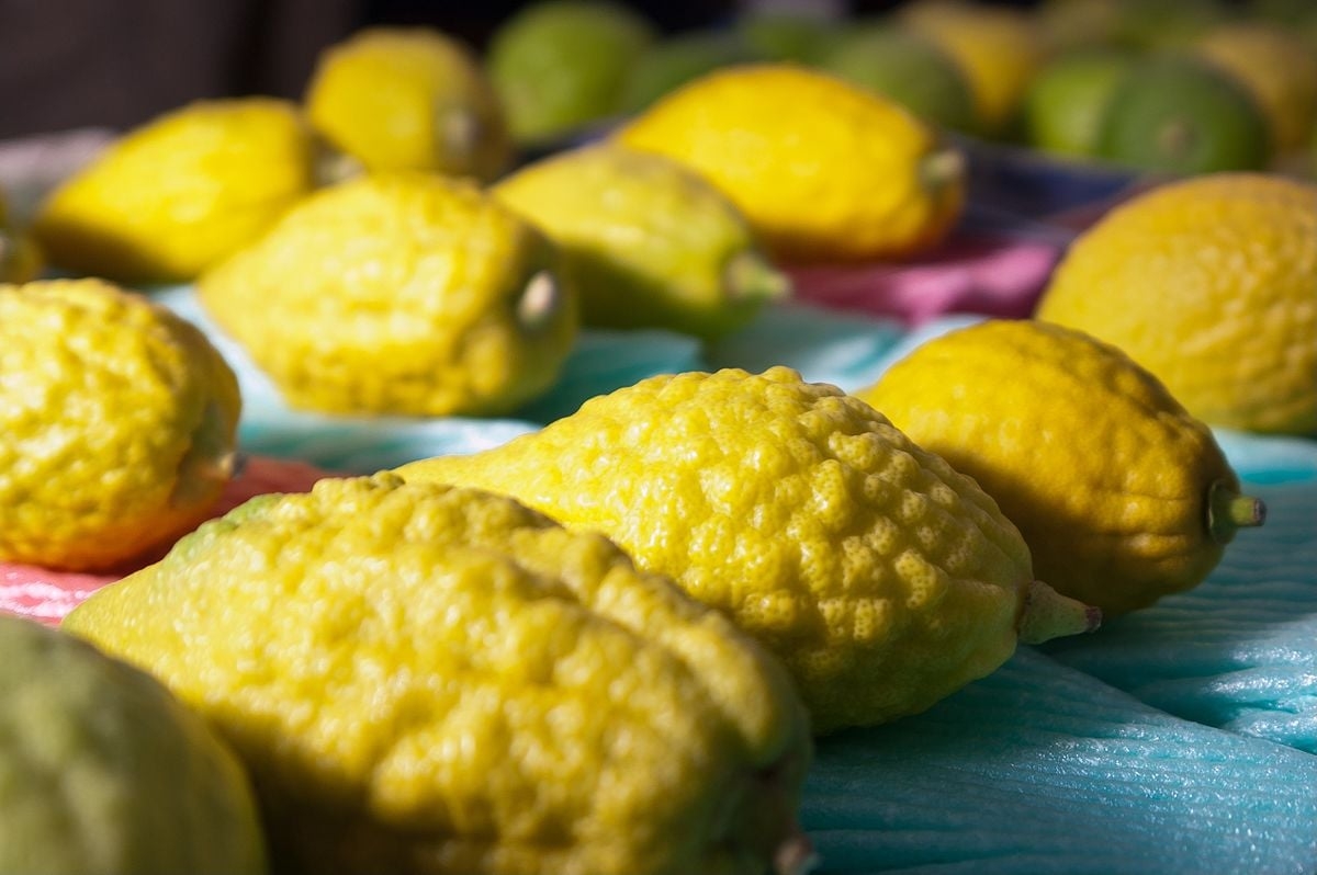 Etrog: uma das quatro frutas simbólicas da Festa de Sucot
