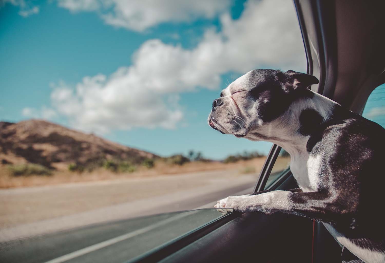 5 destinos nacionais para viagens com pets 