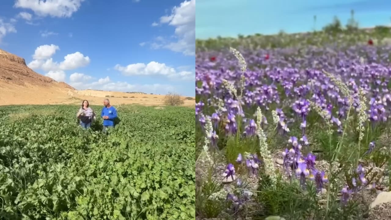 Deserto em Israel floresce e remete a profecia bíblica: “Um lugar morto está dando vida”