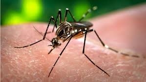Aedes aegypti,dengue,doença